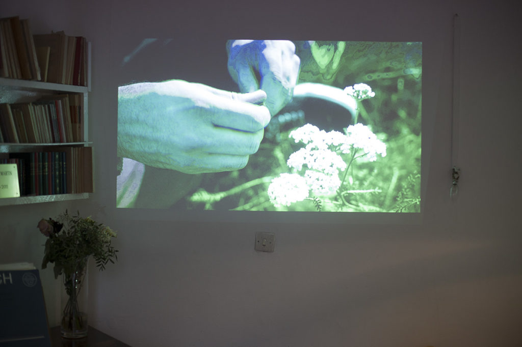 Projection du film sur les plantes sauvages à Saint-Ouen.